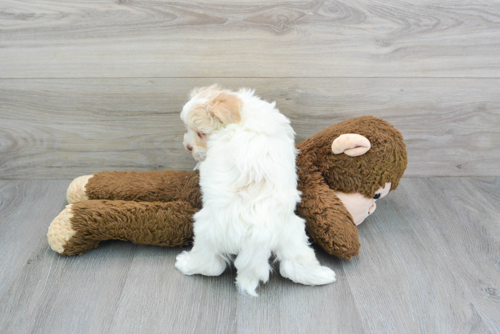 Little Havanese Baby