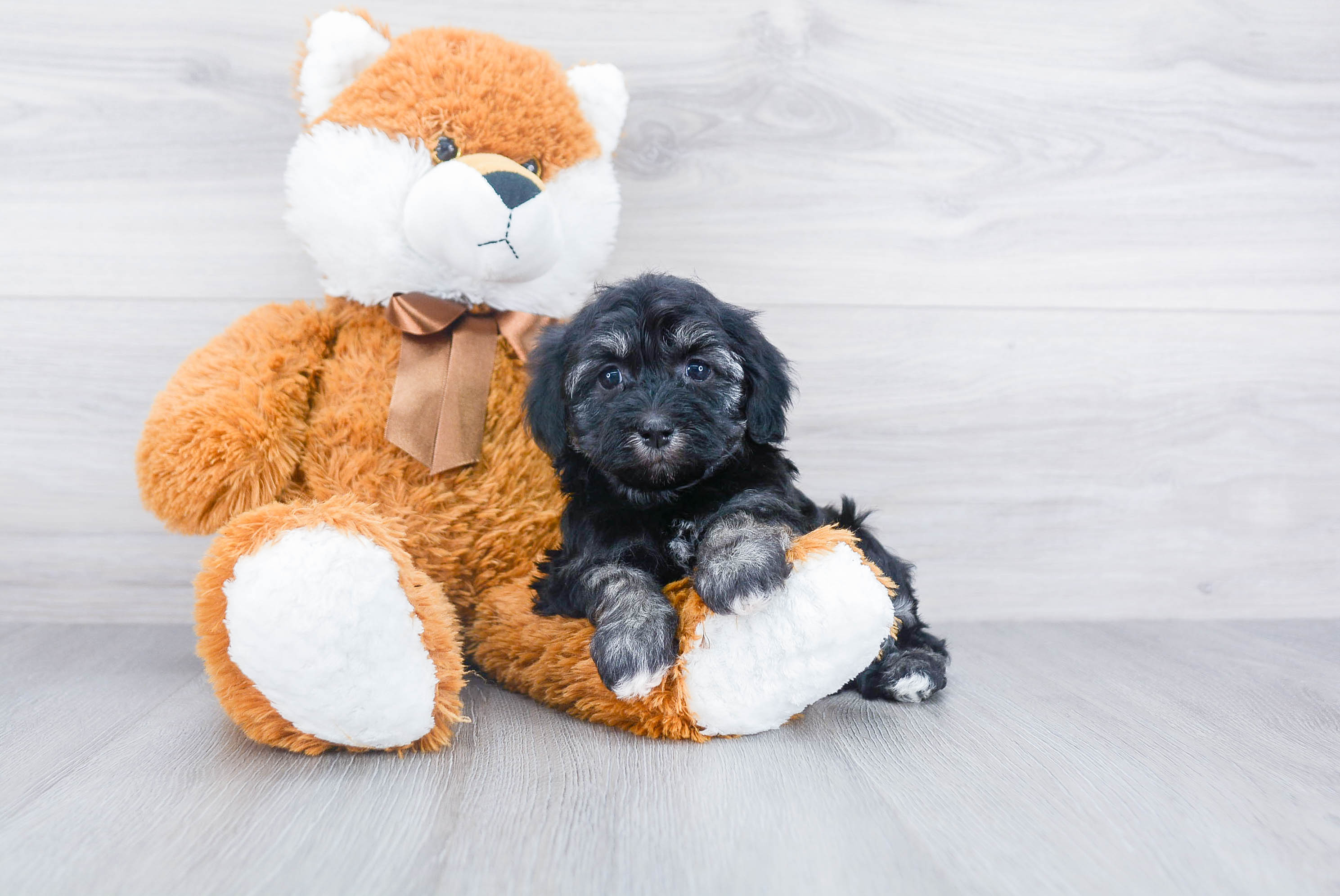 Havanese Puppy for Adoption