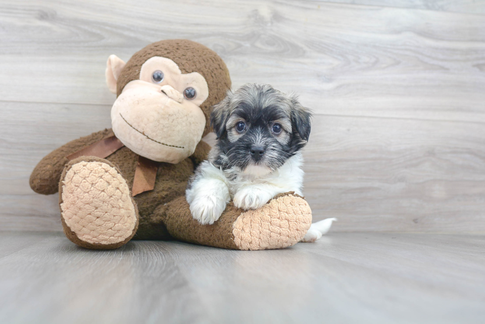Little Havanese Baby
