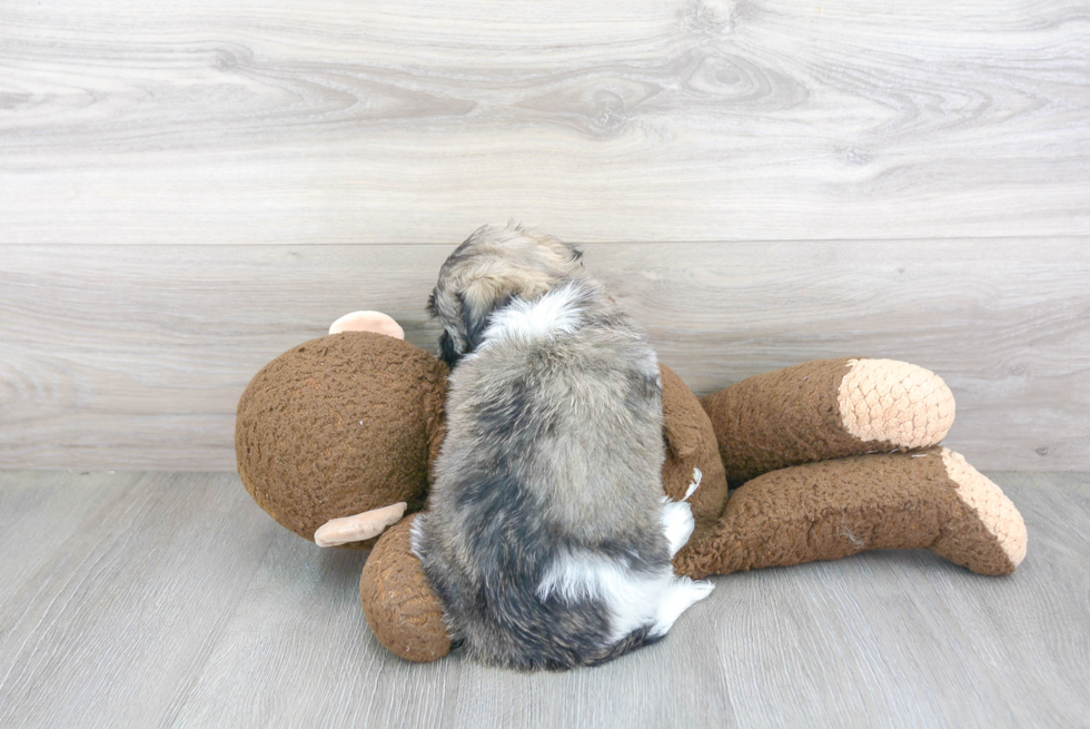Havanese Pup Being Cute