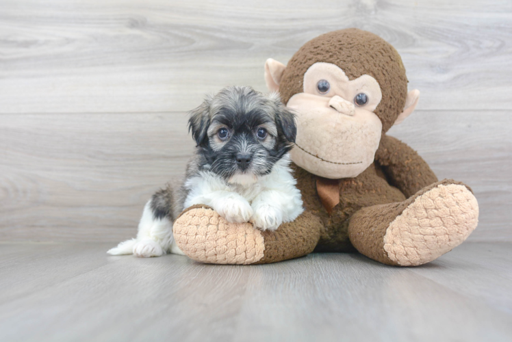 Havanese Puppy for Adoption
