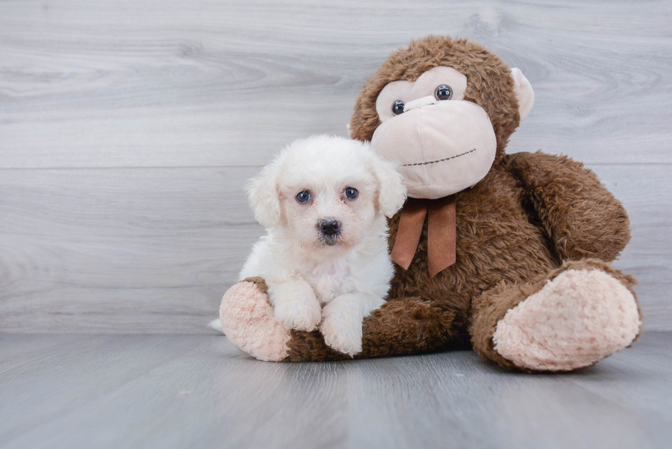 Havanese Pup Being Cute