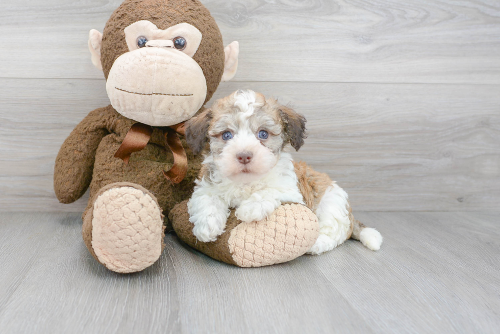 Akc Registered Havanese Baby