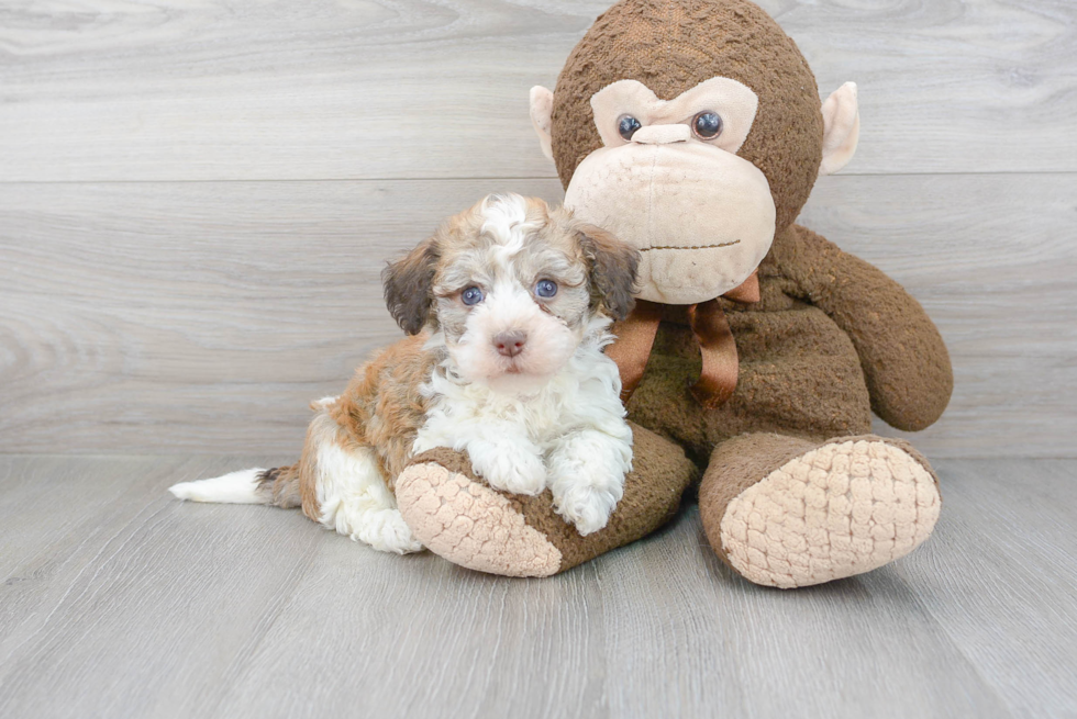 Havanese Pup Being Cute