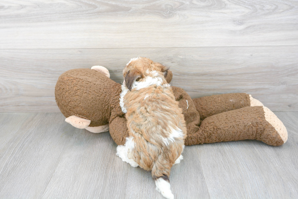 Petite Havanese Purebred Puppy