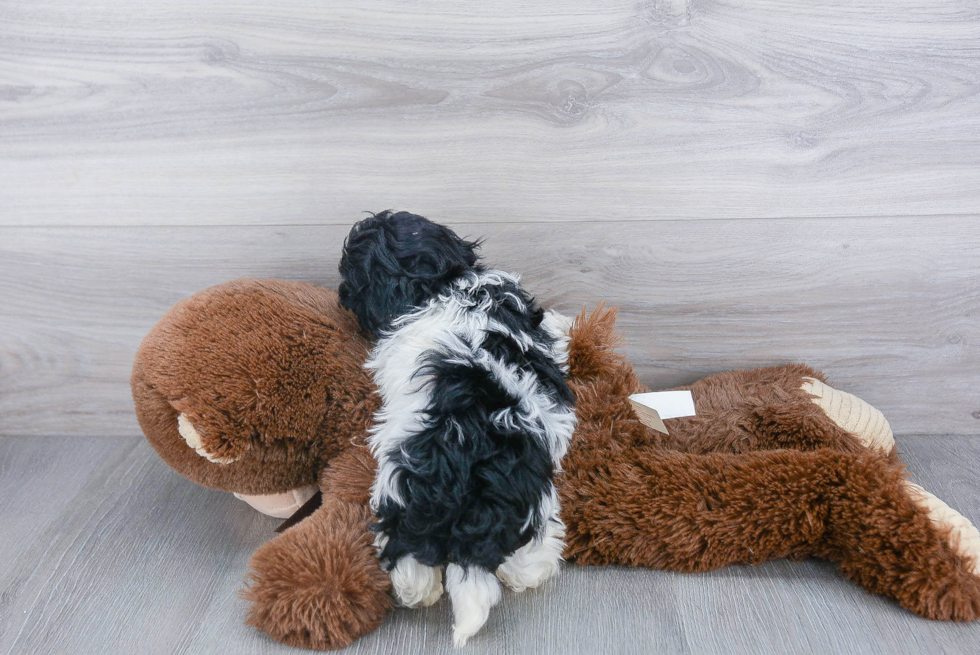 Havanese Pup Being Cute