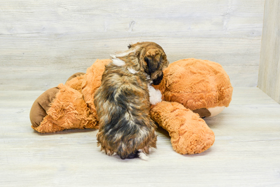Little Havanese Purebred Pup