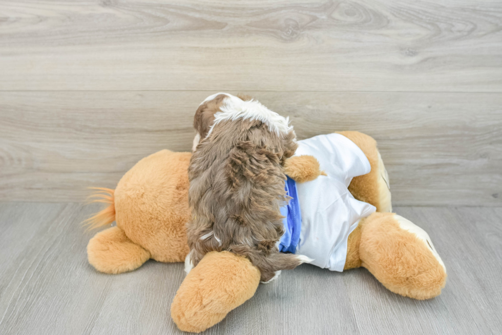 Friendly Havanese Purebred Pup