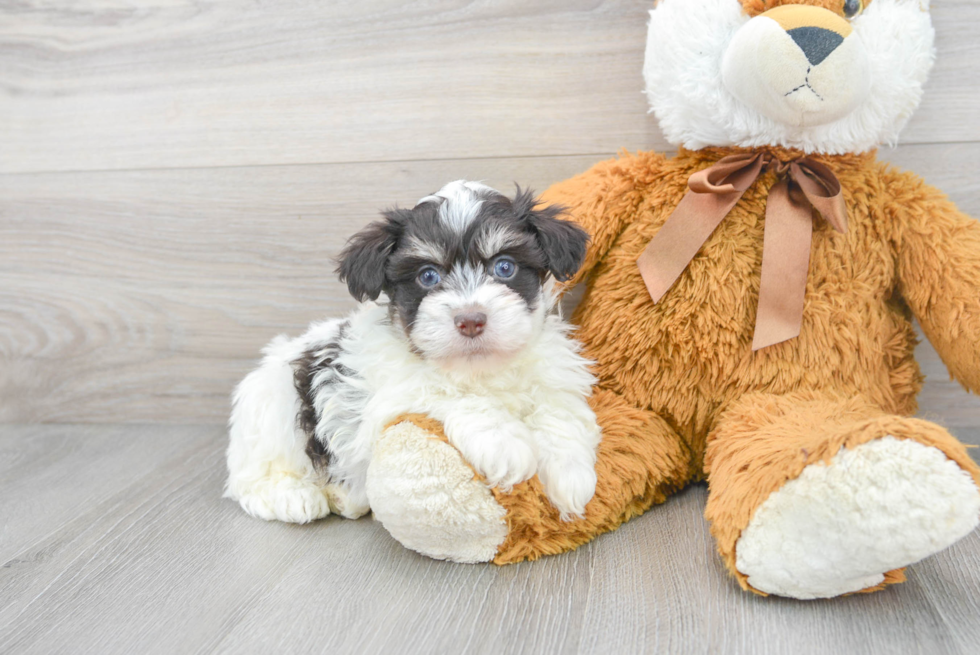 Small Havanese Baby