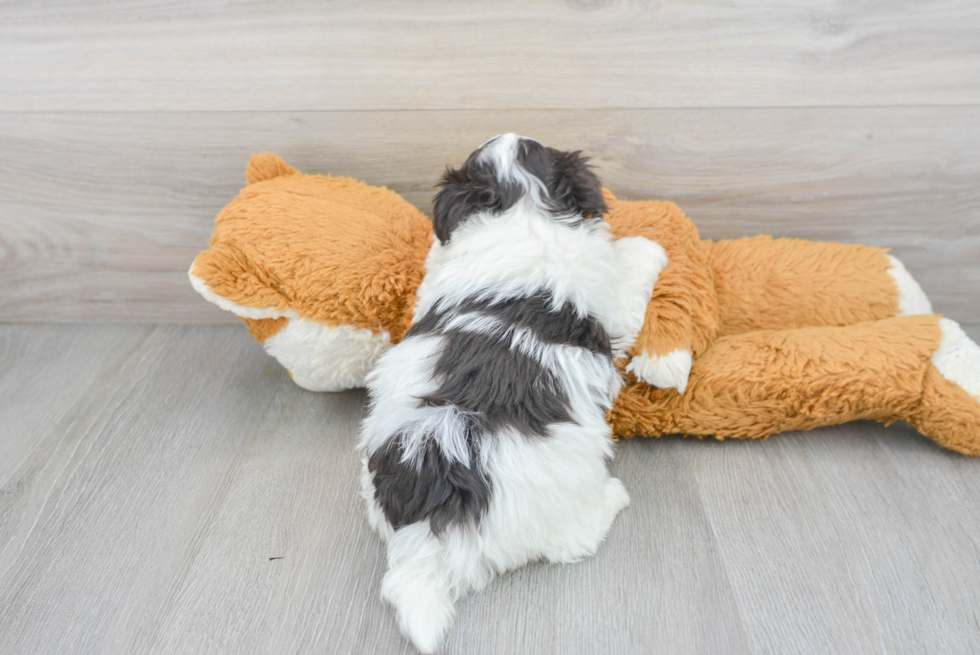 Akc Registered Havanese Baby