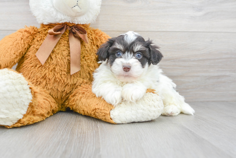 Little Havanese Purebred Pup