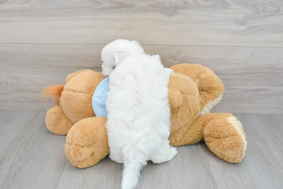 Popular Havanese Purebred Pup