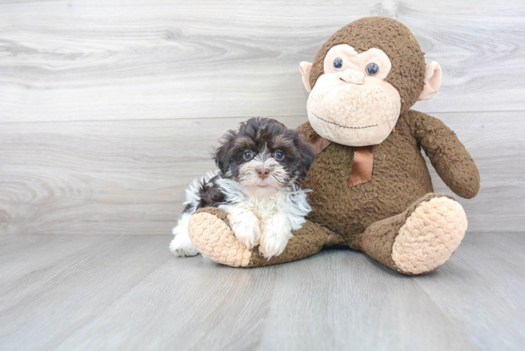 Havanese Puppy for Adoption