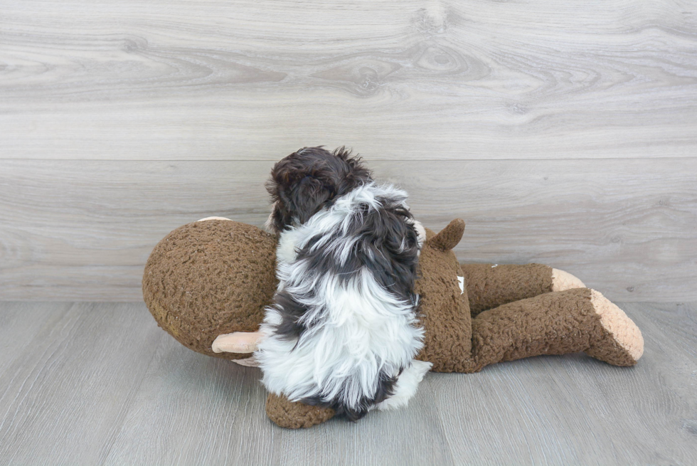 Smart Havanese Purebred Puppy