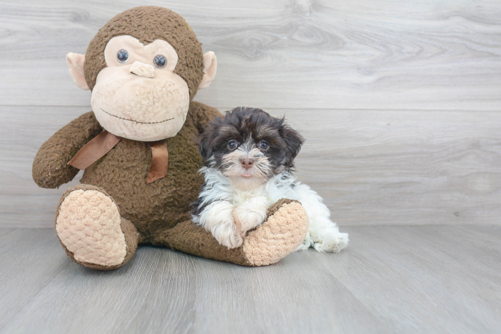 Funny Havanese Baby