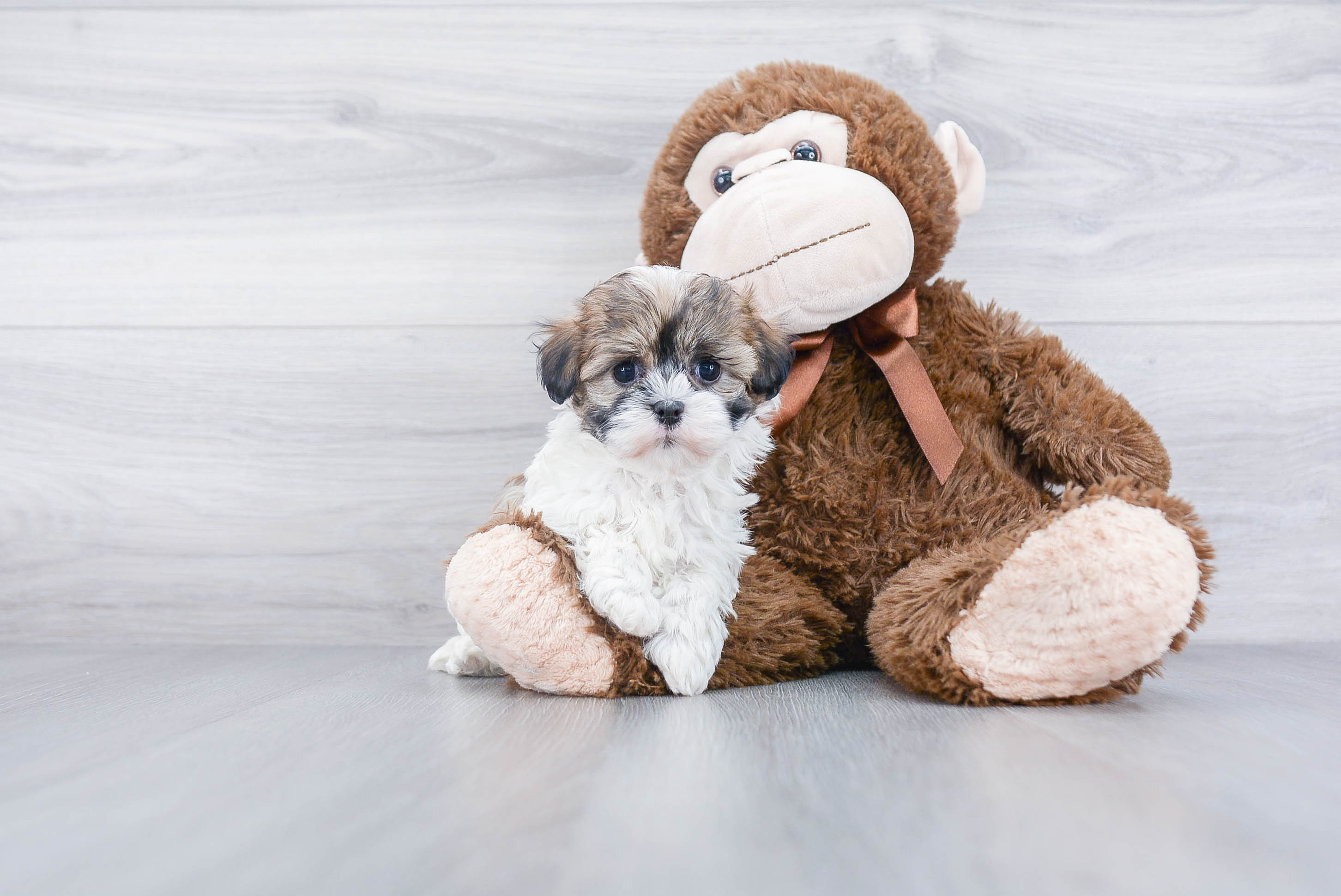 Best Havanese Baby