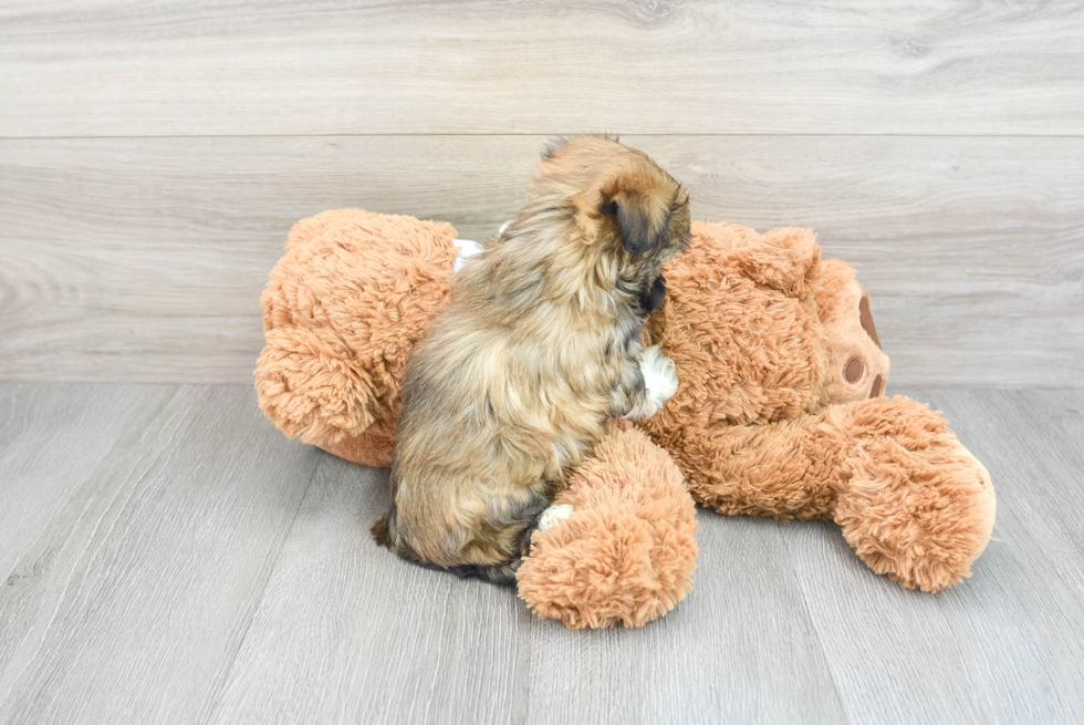 Havanese Puppy for Adoption