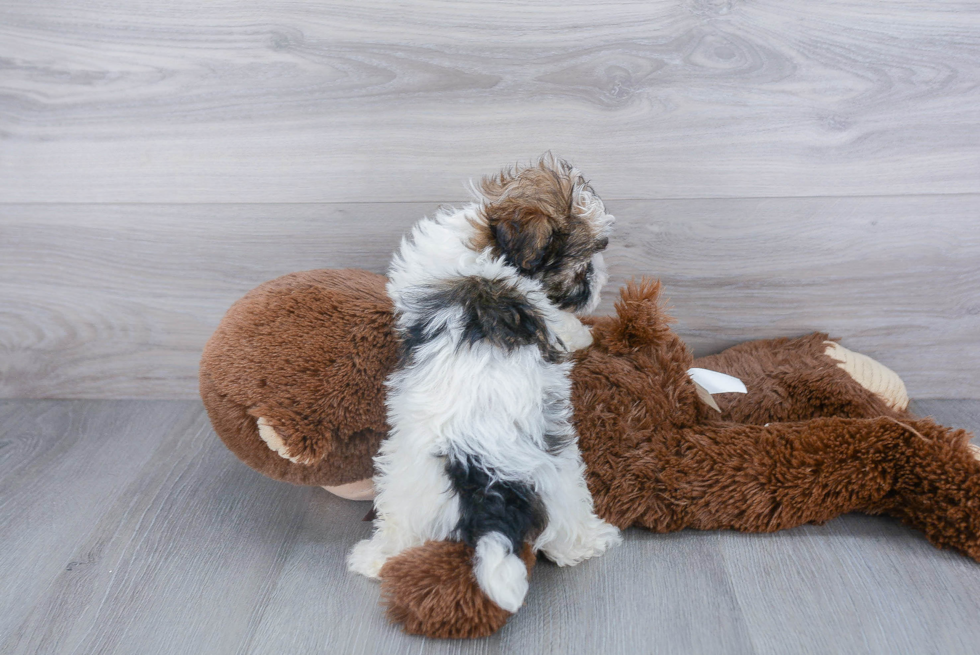 Havanese Pup Being Cute
