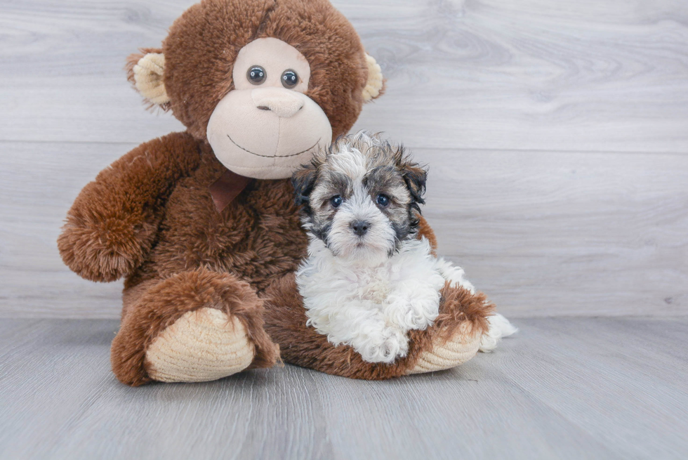 Akc Registered Havanese Baby
