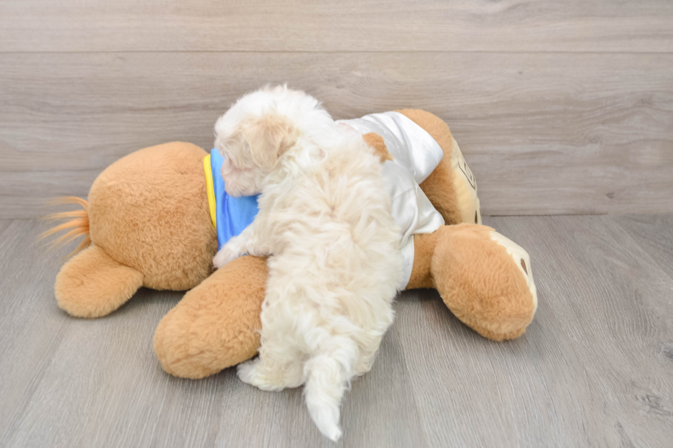 Havanese Puppy for Adoption