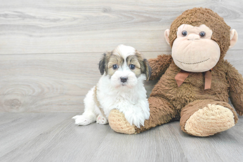 Popular Havanese Purebred Pup