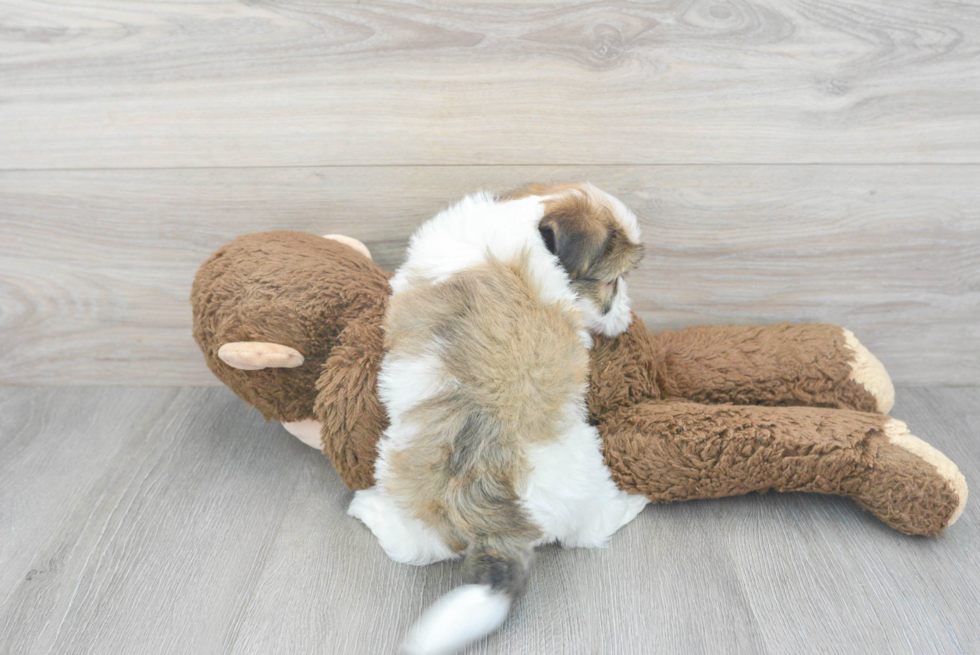 Havanese Pup Being Cute