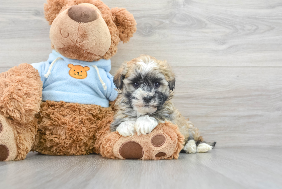 Little Havanese Baby