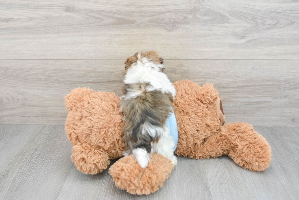 Friendly Havanese Baby