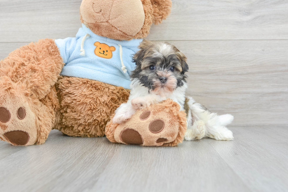 Best Havanese Baby