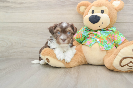 Funny Havanese Purebred Pup