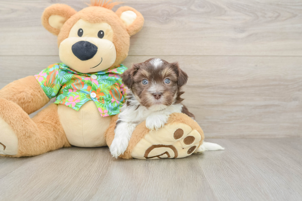 Havanese Puppy for Adoption