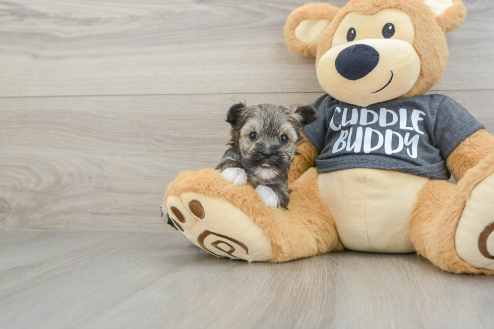 Havanese Pup Being Cute