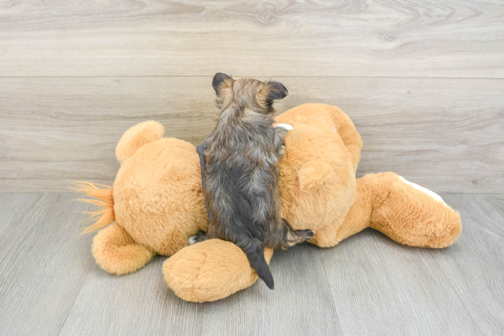 Fluffy Havanezer Purebred Puppy