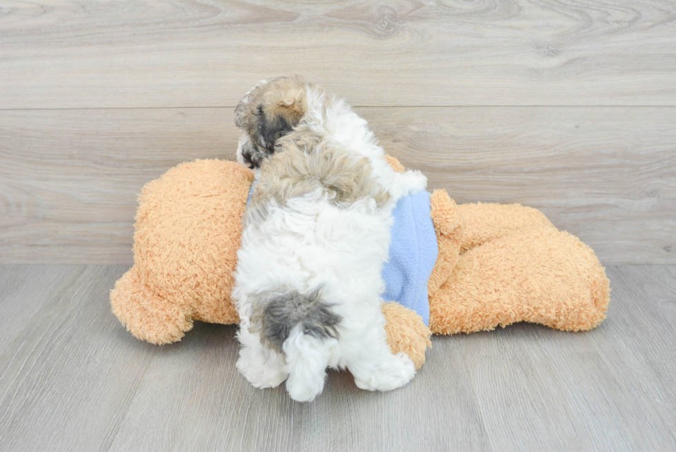 Havanese Puppy for Adoption