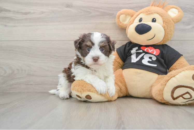 Petite Bichon Havanes Purebred Puppy