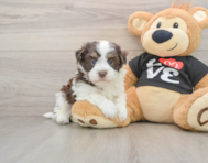 5 week old Havanese Puppy For Sale - Premier Pups