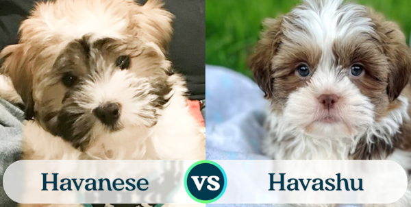 Havanese vs Havashu: Breed Comparison - Premier Pups