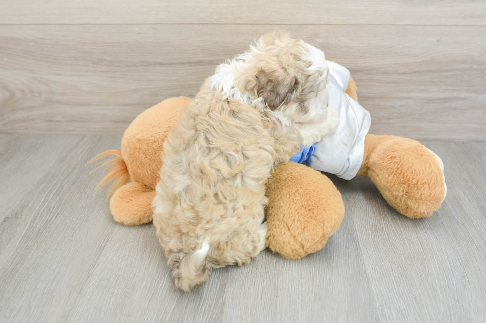 Havanese Pup Being Cute