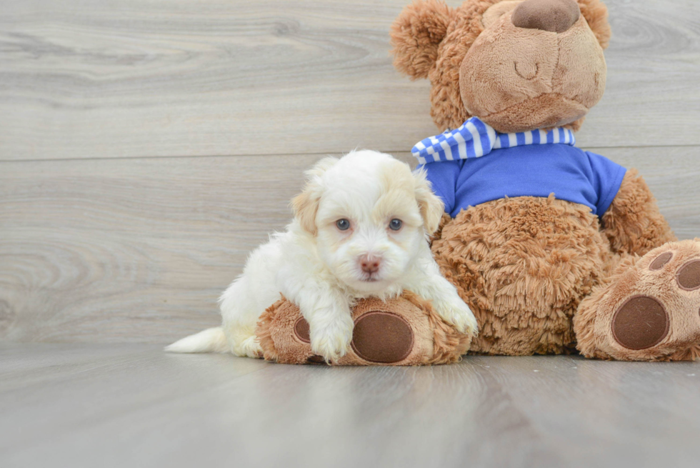 Popular Havapoo Poodle Mix Pup