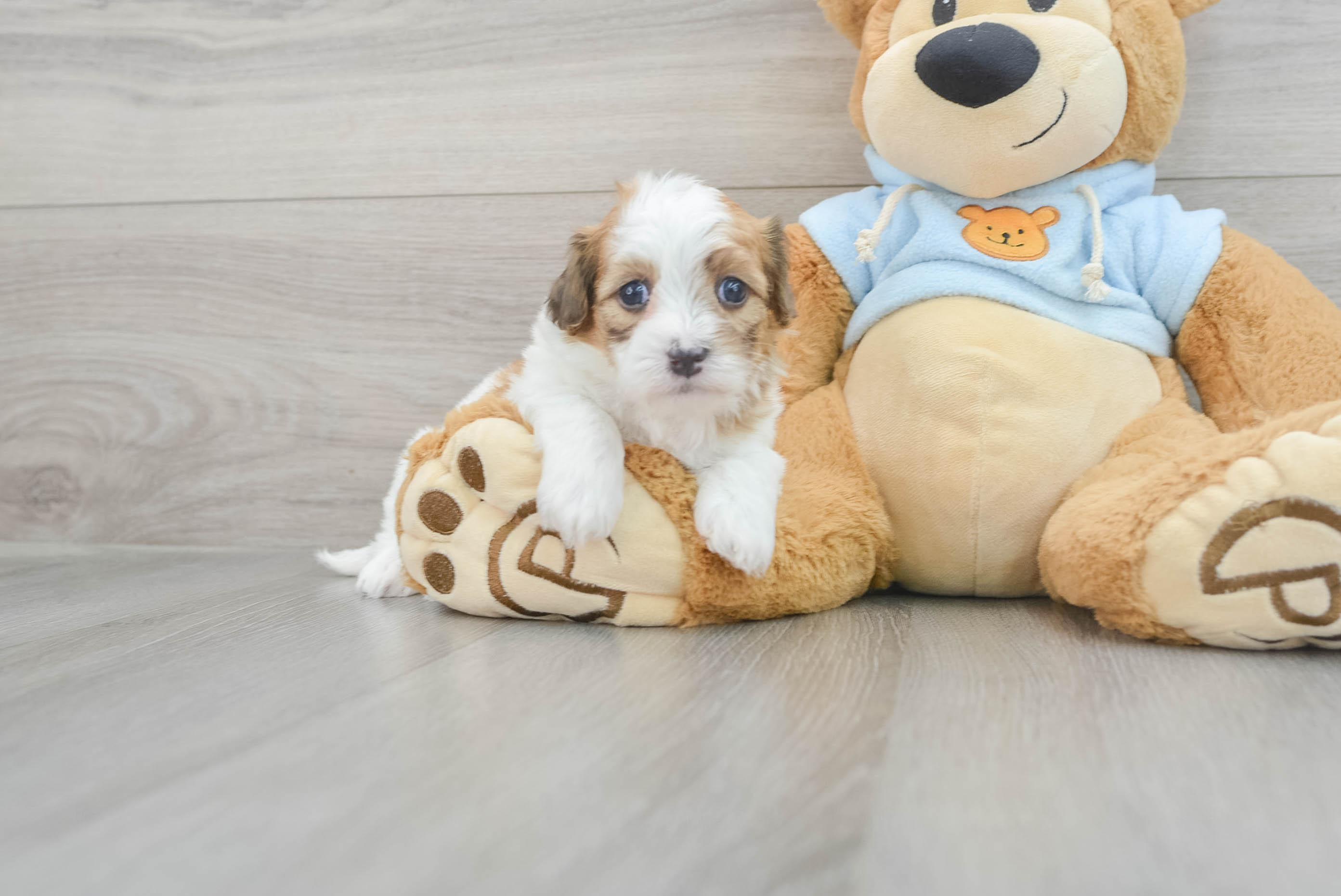 Hypoallergenic Havadoodle Poodle Mix Puppy