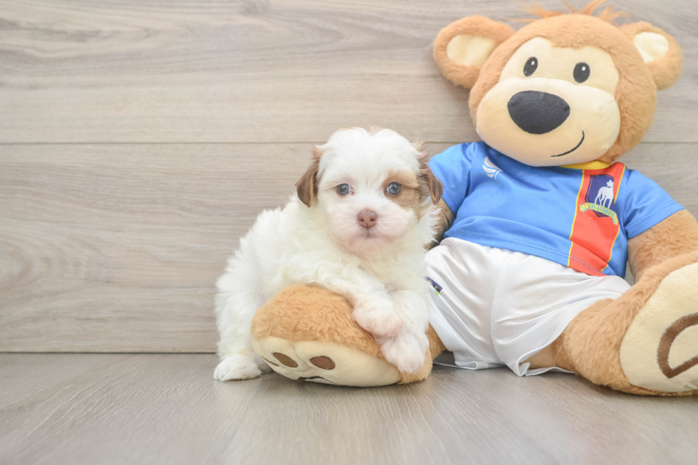 Havapoo Puppy for Adoption