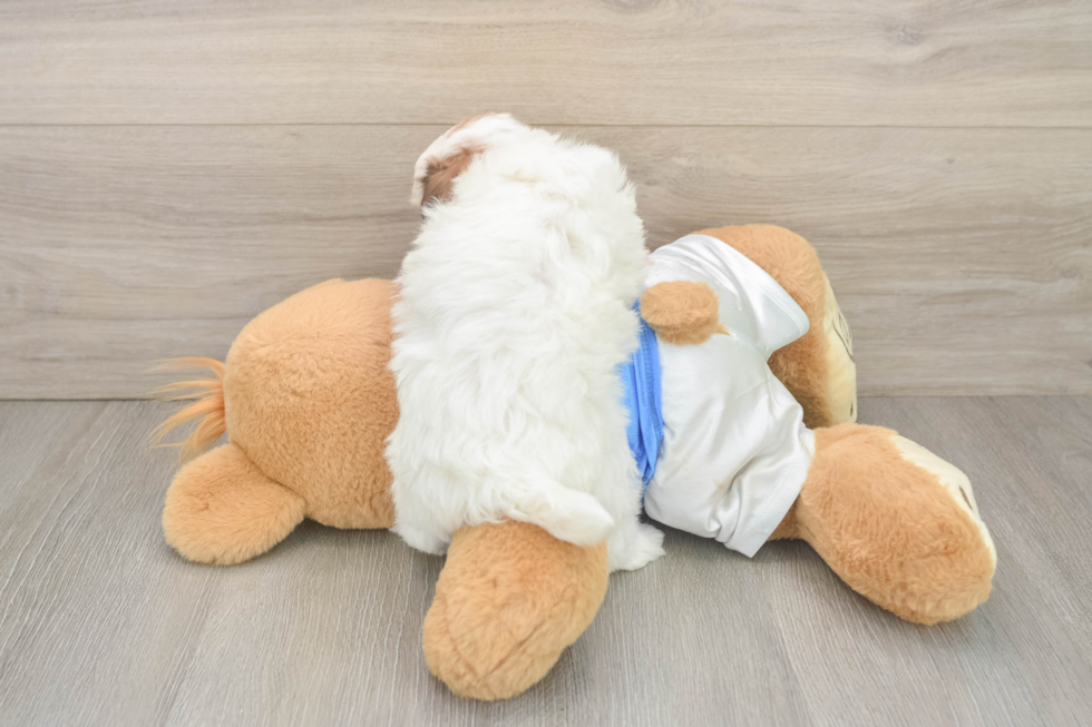 Havapoo Puppy for Adoption