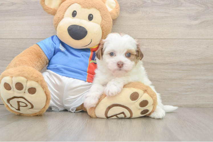 Playful Havadoodle Poodle Mix Puppy