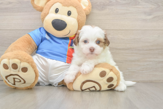 Playful Havadoodle Poodle Mix Puppy