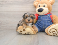 7 week old Havapoo Puppy For Sale - Premier Pups