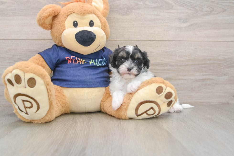 Adorable Havadoodle Poodle Mix Puppy