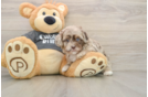 Little Havadoodle Poodle Mix Puppy