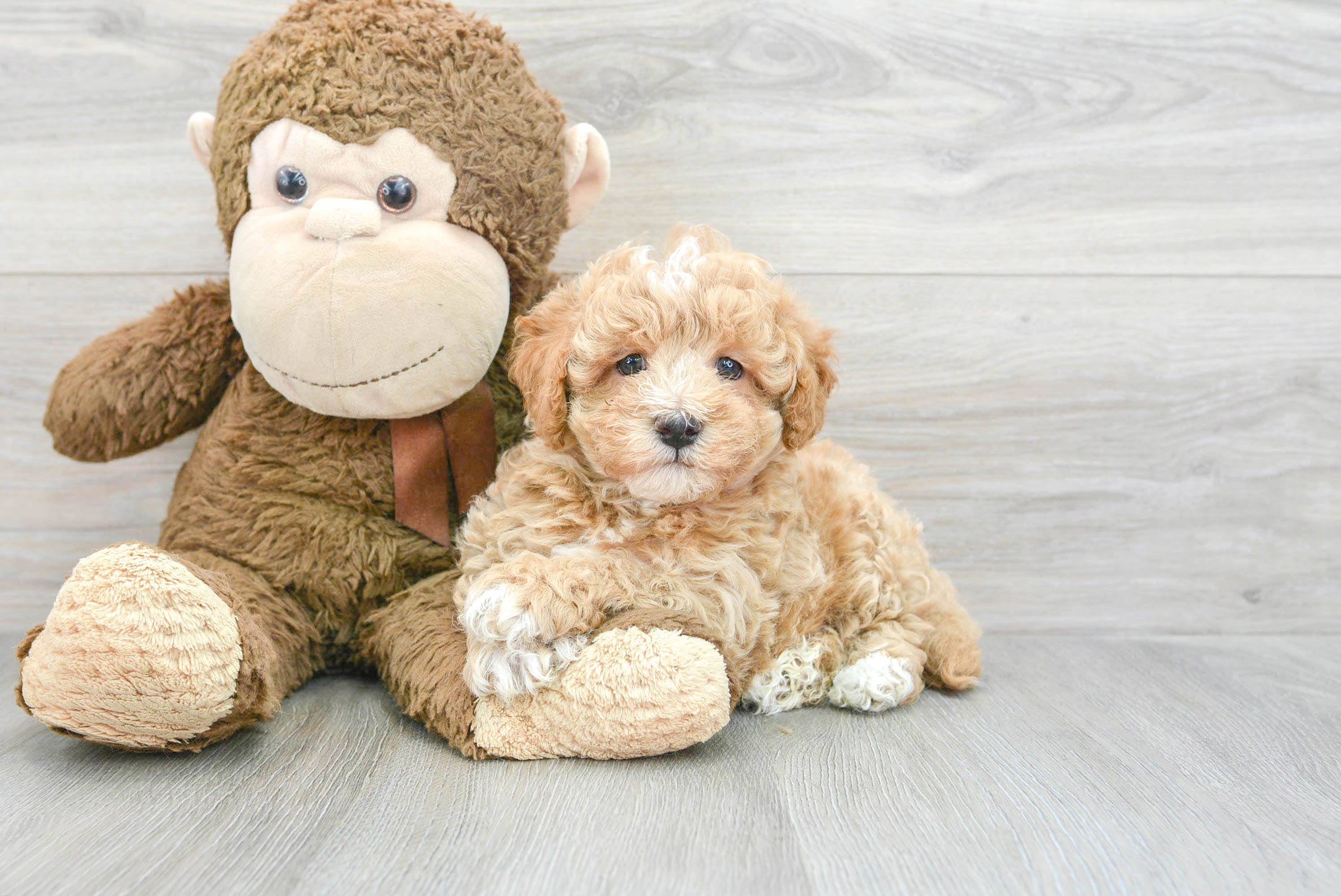 Funny Havapoo Poodle Mix Pup