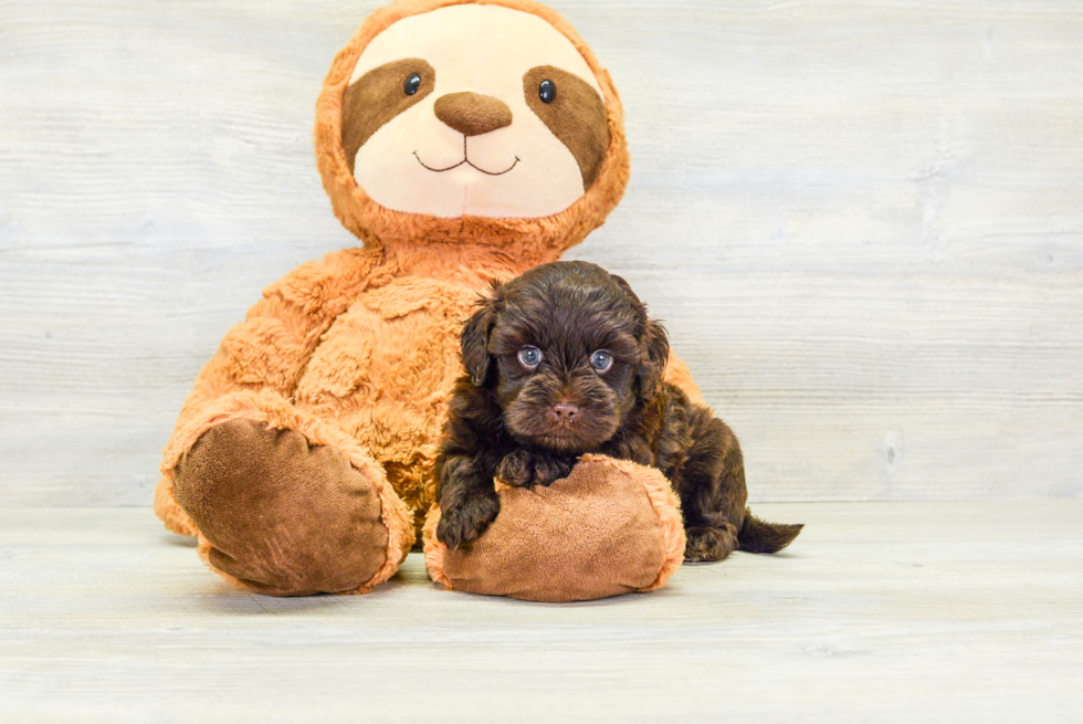 Best Havapoo Baby