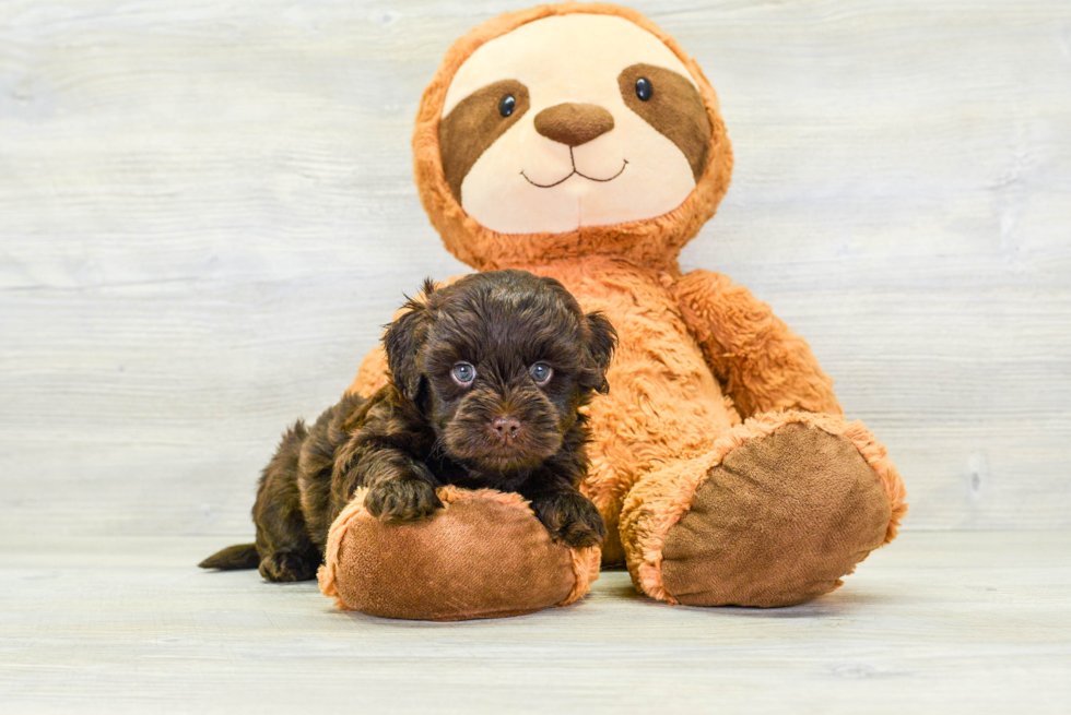 Playful Havadoodle Poodle Mix Puppy